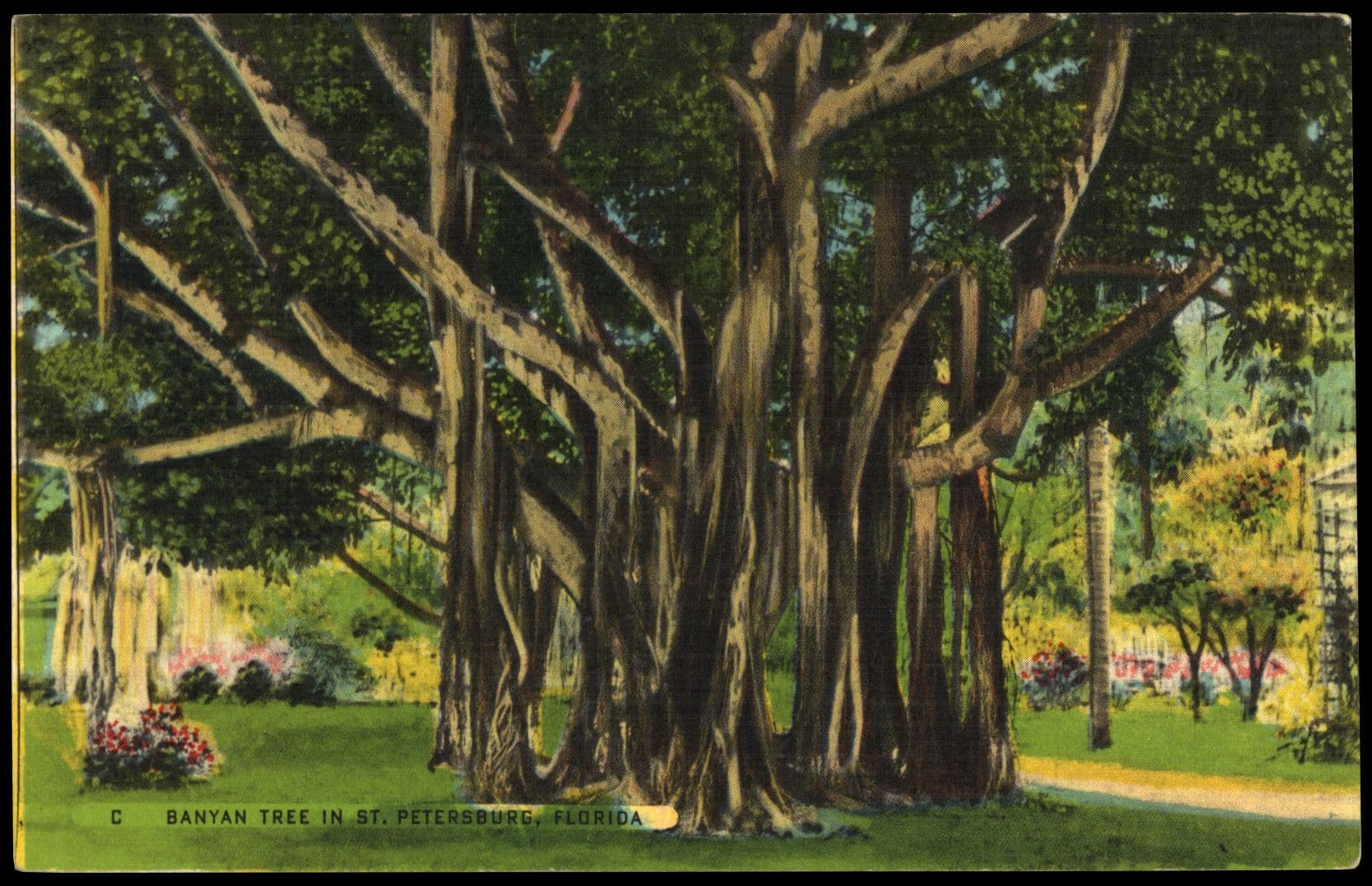 Banyan Tree in st petersburg florida